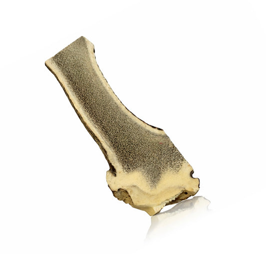 Split XL Half Elk Antler with Button